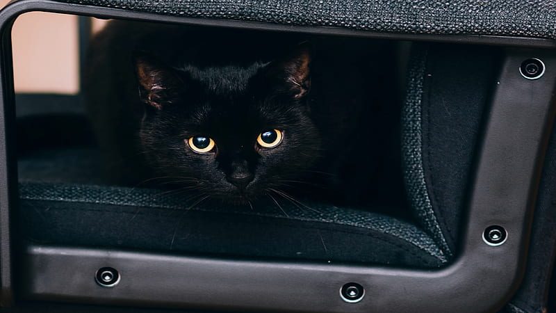 Cat Transporting, Snapshot, Pretty, Foto, Animal, Predator, Sweet Feline, Beautyfull, graphy, Car Seat, Black, Funny, Curious, Seat, Cute, Cat, Felidae, Black Cat, HD wallpaper