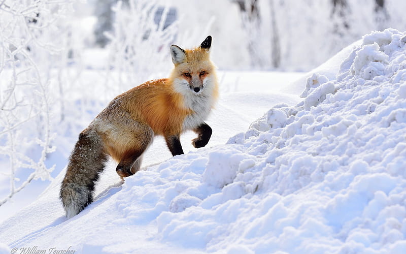 fox, wildlife, forest, winter, snow, HD wallpaper