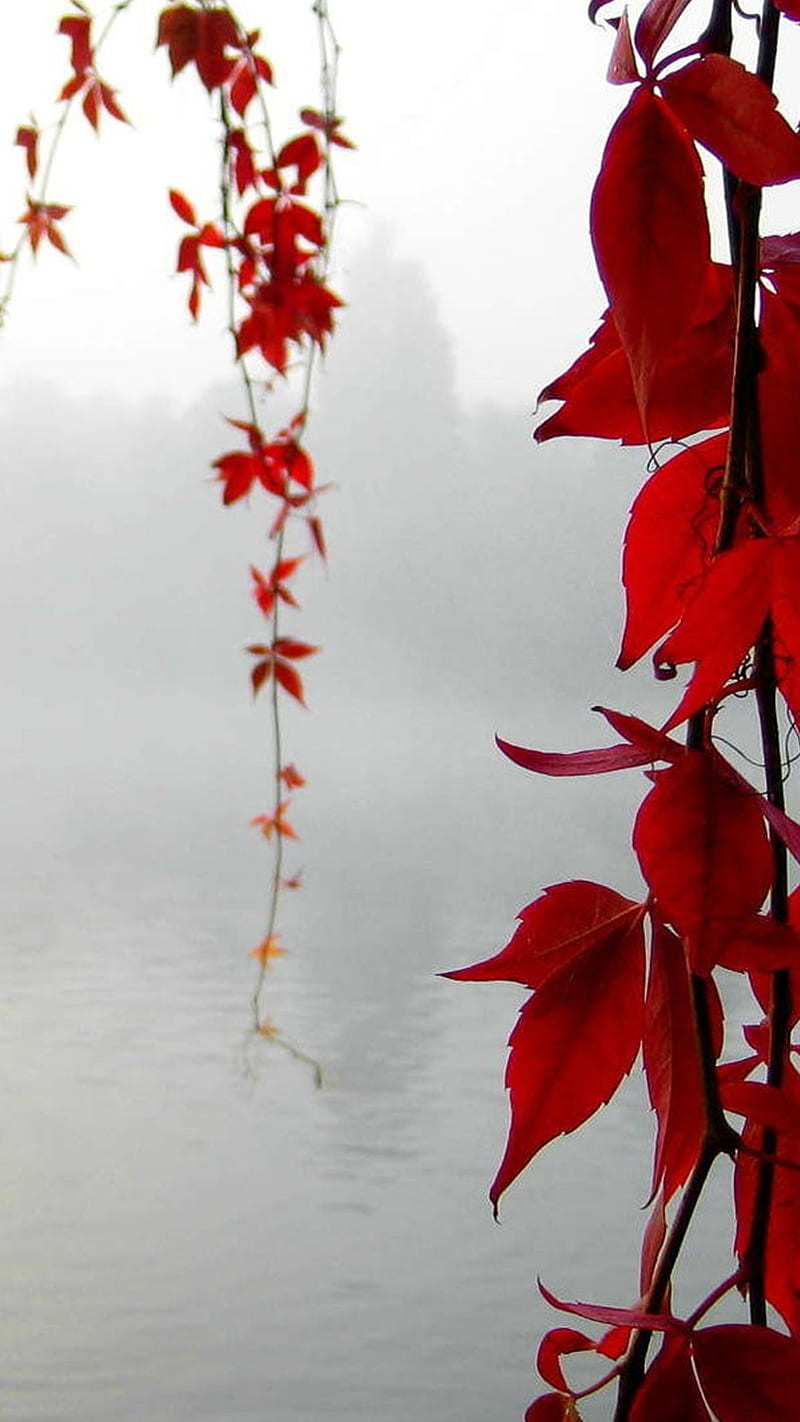 Red leaves tree, nature, HD mobile wallpaper | Peakpx