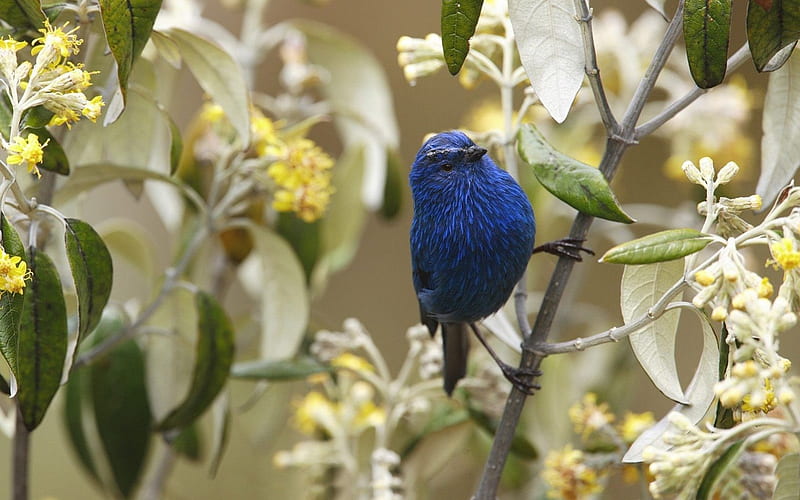 *** Beautiful blue bird ***, niebieski, ptak, zwierzeta, ptaki, HD wallpaper