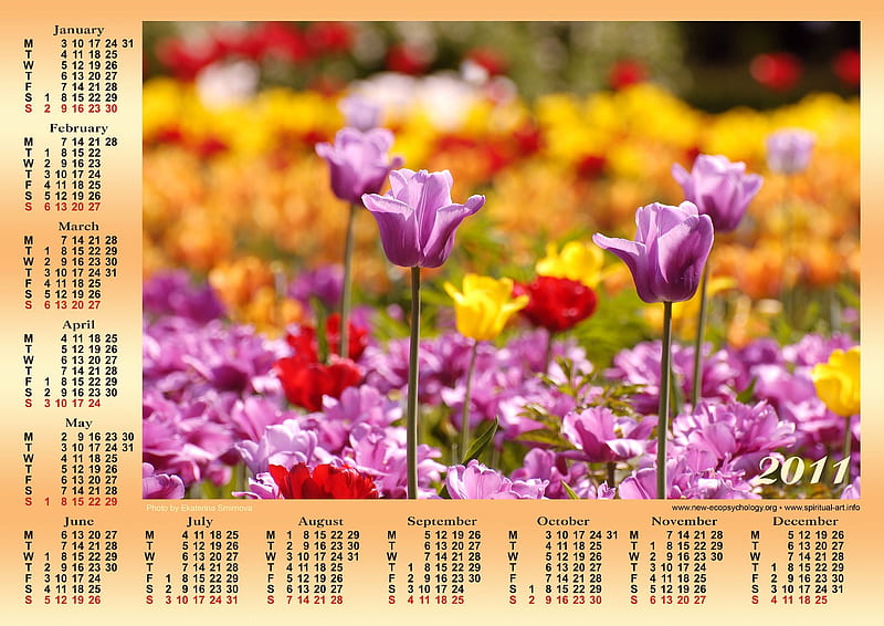 Calendar 2011 English, calendar, red, flower, nature, 2011, petal, HD
