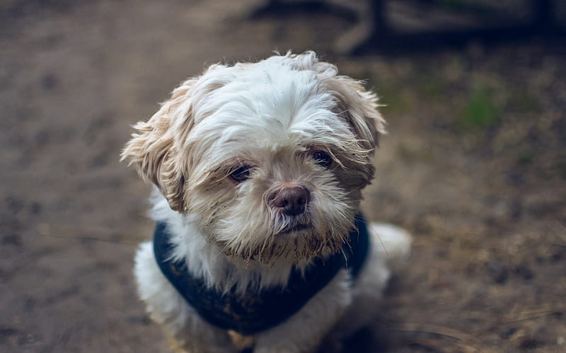 Maltipoo, small fluffy dog, domestic dog, white Maltipoo, HD wallpaper