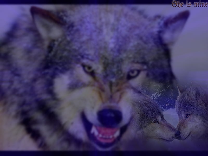 She is mine!, wolf, wolves, animals, animal, HD wallpaper