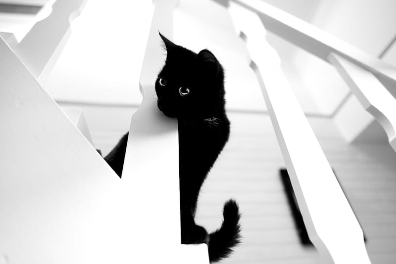 cat, pet, bw, HD wallpaper