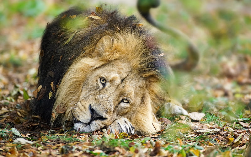 sad lion wildlife, bokeh, predator, lion, king of beasts, Panthera leo, HD wallpaper