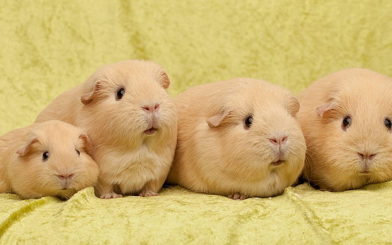 Guinea pigs, cute animals, quartet, pets, beige guinea pigs, HD wallpaper