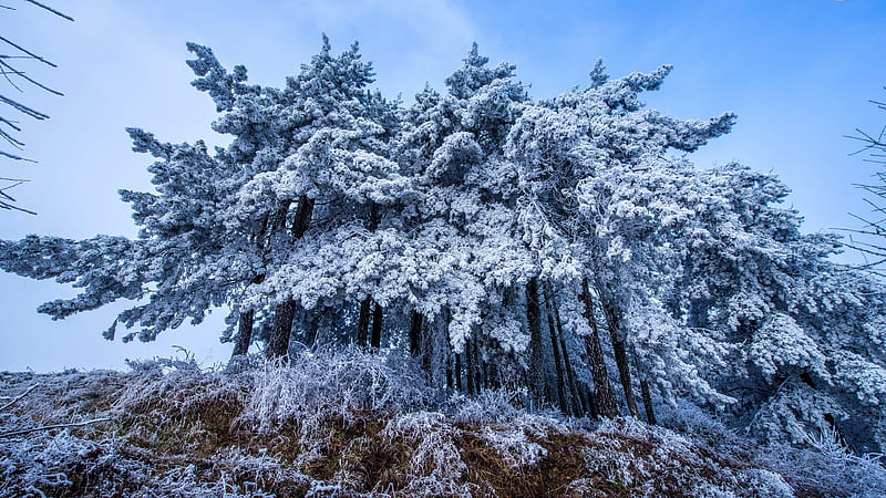 Frost Trees in Winter Snow, HD wallpaper