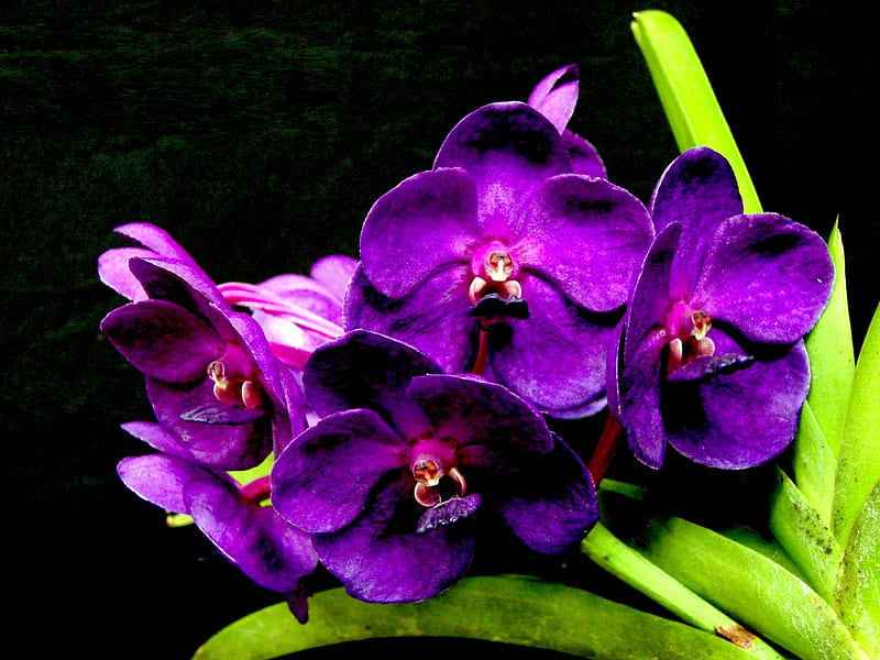 Orquídeas moradas para orquídeas (orchid4), orquídeas, amigo, morado,  naturaleza, Fondo de pantalla HD | Peakpx