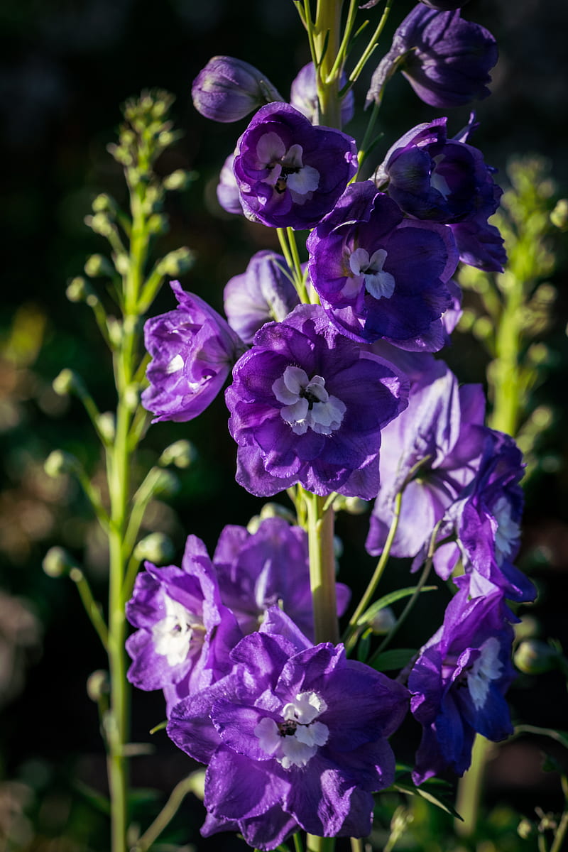 delphinium, flowers, petals, purple, HD phone wallpaper