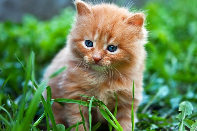 Cute ginger kitten, pretty, grass, fluffy, ginger, bonito ...