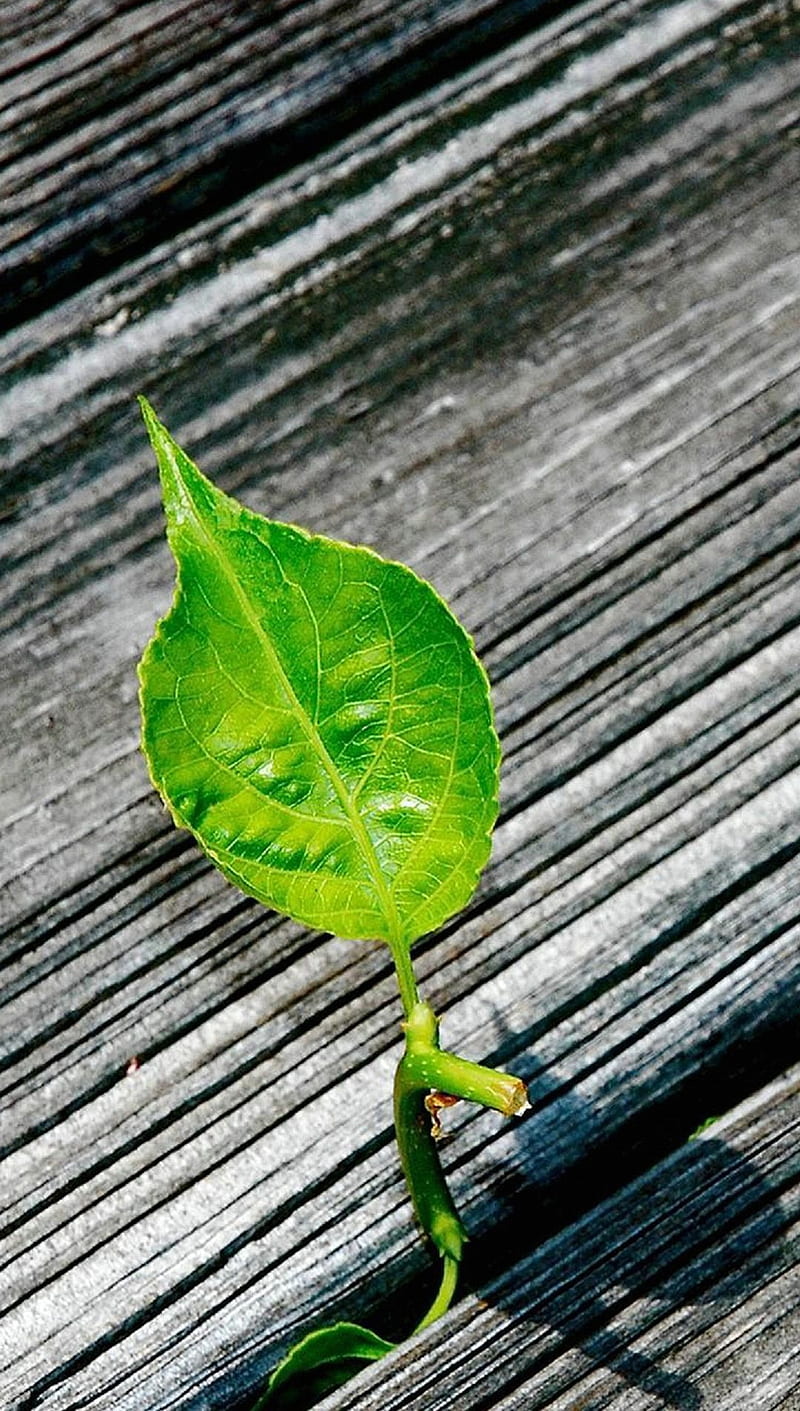 Green Leaf Q, 1440x2560 s6, edge, HD phone wallpaper