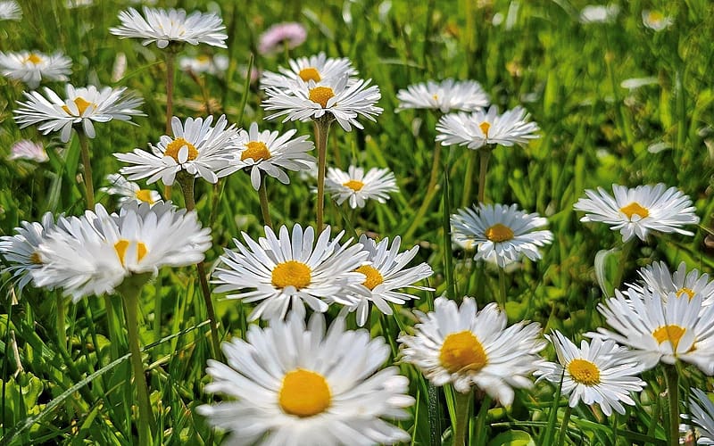 Daisies, Latvia, meadow, white flowers, HD wallpaper