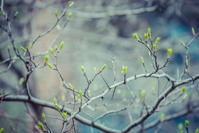 Tender, tree, green, fresh, primavera, joy, HD wallpaper