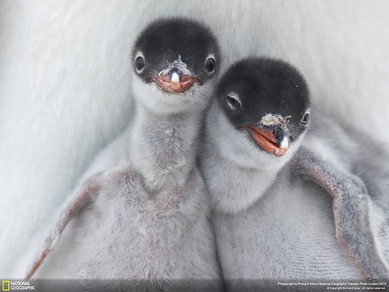 Embrace, birds, winter, sweet, cold, cute, bird, friendship, love, antartic, Penguin, HD wallpaper