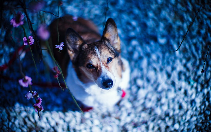 Welsh Corgi Cardigan, cute dog with big ears, blue background, flowers, dog, HD wallpaper