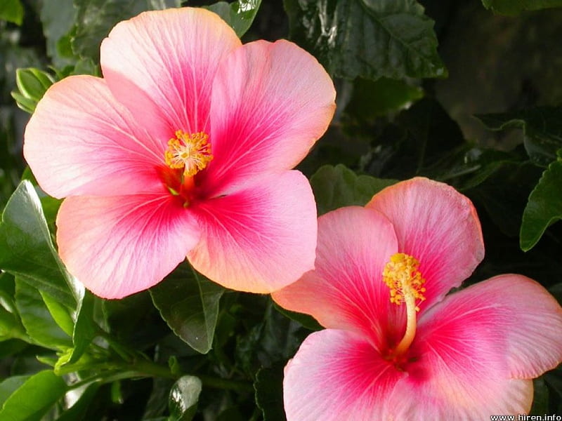 Pretty in Pink, garden, soft pink two toned, hibiscus flowers, HD wallpaper