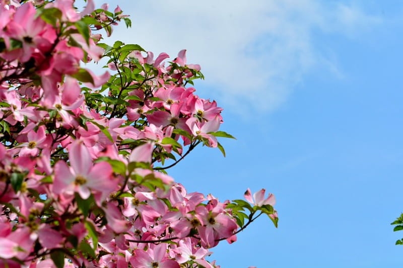 Beautiful Spring, pink flowers, spring flowers, pink dogwood, scenic spring, HD wallpaper