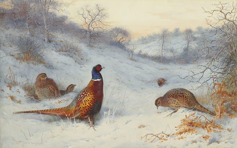 Pheasant in the snow, archibald thorburn, pheasant, snow, bird, fazan, pasari, winter, iarna, HD wallpaper