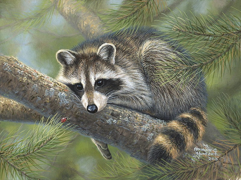 Raccoon nap, tree, sleep, painting, abraham hunter, pictura, raccoon, animal, art, nap, raton, HD wallpaper