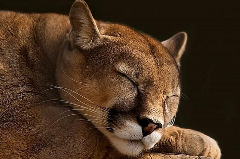 Cougar nap, feline, sleep, wild, nap, animal, HD wallpaper
