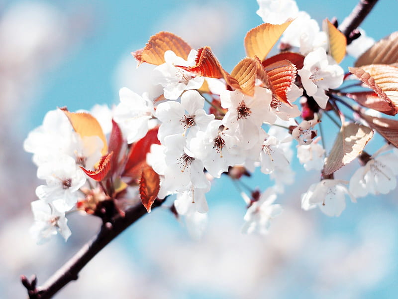 Flores de cerezo, azul claro, flores, naturaleza, blanco, árboles, Fondo de  pantalla HD | Peakpx