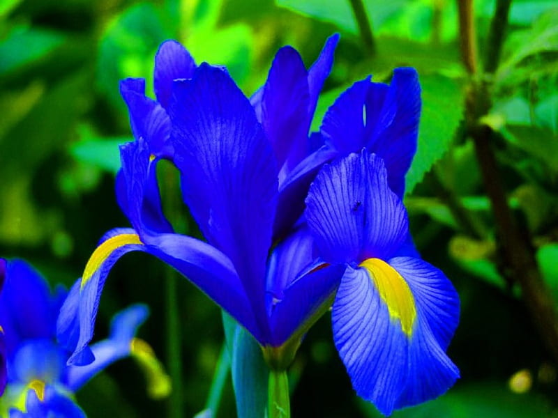 Blue beauty, flower, yellow, blue, iris, HD wallpaper | Peakpx