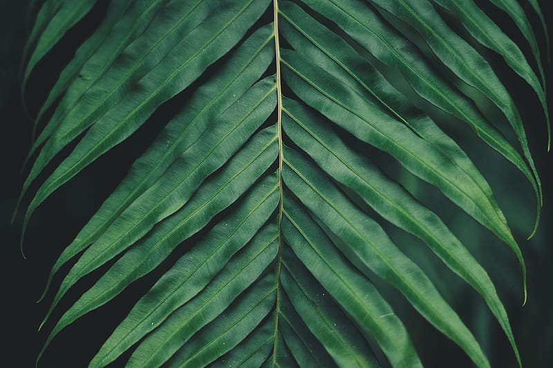 sheet, plant, green, carved, macro, blur, HD wallpaper