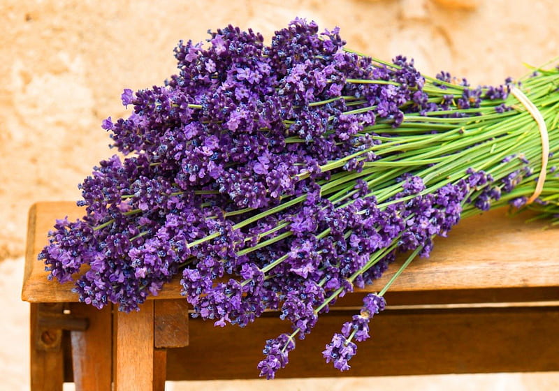 Lavender sprigs, pretty, lovely, sprigs, fresh, scent, bonito, lavender, fragrance, delicate, freshness, nice, summer, nature, blue, harmony, HD wallpaper