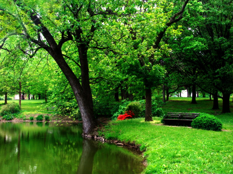 Spring day, grass, shadow, spring, park, trees, lake, pond, green, summer, nature, reflection, HD wallpaper