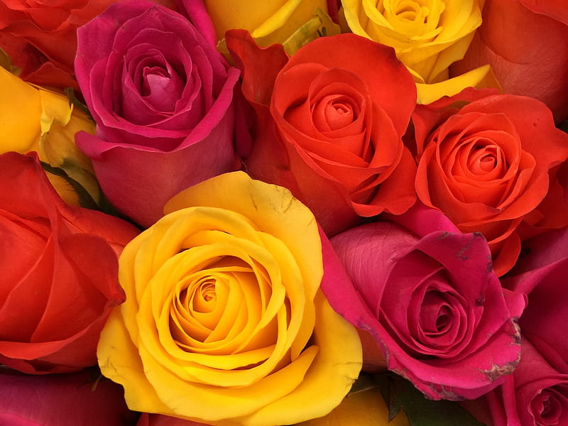 Hermosas rosas, flores, rojas, amarillas, naranjas, Fondo de pantalla HD |  Peakpx