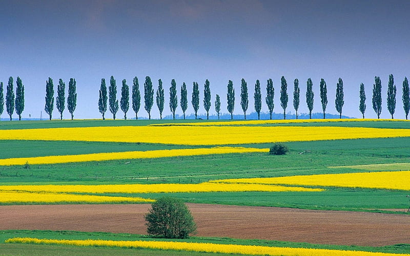 Lower Saxony,Germany, lower saxony, trees, field, germany, nature, landscape, HD wallpaper
