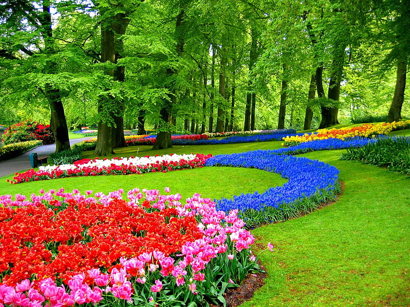 Keukenhof gardens, pretty, colorful, grass, bonito, nice, green, flowers, keukenhof, tulips, grenery, forest, lovely, fresh, spring, park, trees, freshness, alleys, summer, garden, nature, HD wallpaper