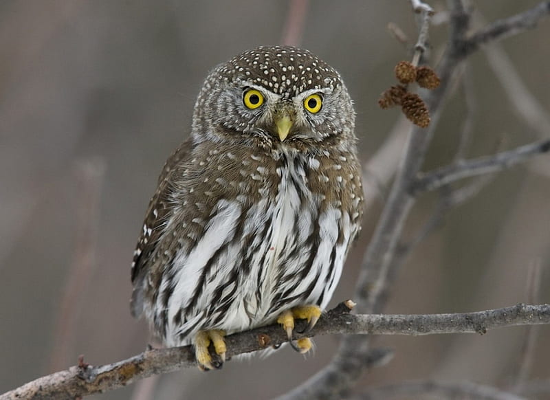 Tawny Owl, owl, night hunter, bird, gray, owls, animals, animal, sweet, HD wallpaper