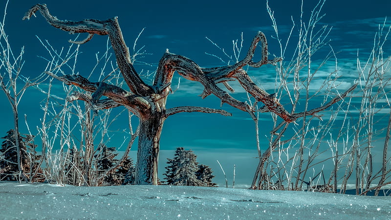 Deep Winter, evening, tree, sky, snow, HD wallpaper