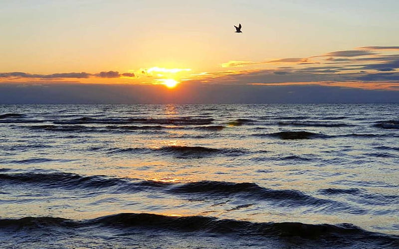 Sunset and Gull, latvia, sunset, seagull, sea, HD wallpaper