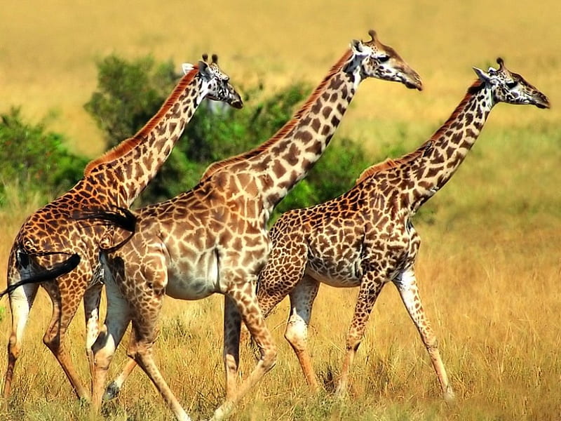 African Savannah, amazing, habitats, grass, ecosystems, africa, savana, giraffes, trio, beautiful animals, wild, animals, HD wallpaper