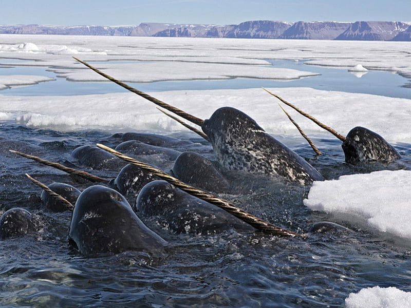 Narwhals, whale, tooth, horn, narwhal, tusk, HD wallpaper