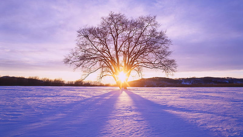 Winter sunset through tree, Branches, Sun, Tree, Snow, Sunset, Shadow, Winter, HD wallpaper