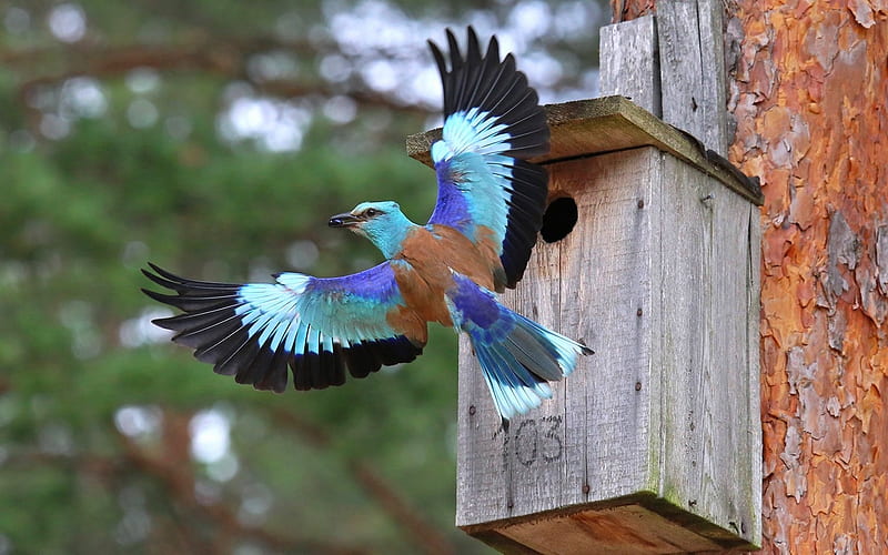 Colorful Bird in Latvia, bird, wooden, nest box, colorful, wings, Latvia, HD wallpaper