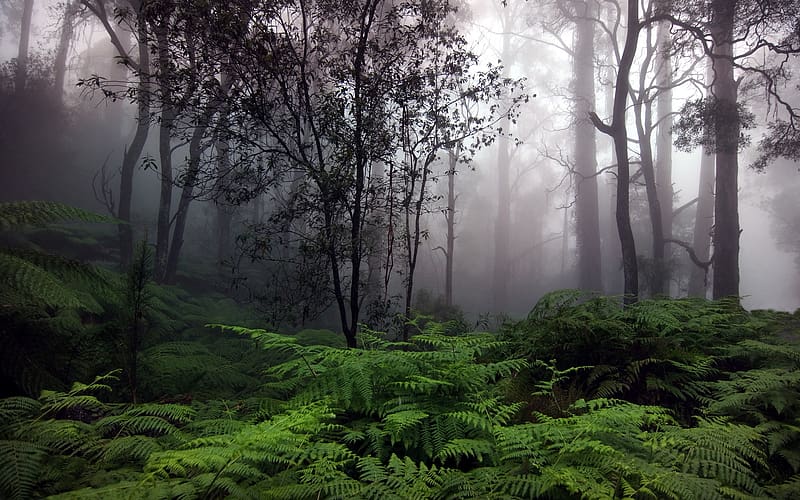 Landscape, Fern, Forest, Tree, Fog, , Jungle, Scenic, HD wallpaper