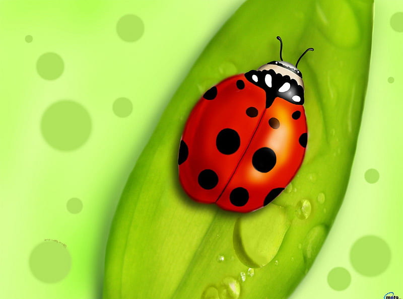 Lady Bug, red, dots, dew, leaf, spotted, bug, ladybug, 3d, water, HD wallpaper