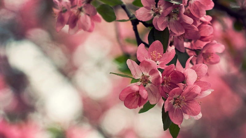 Apple Blossoms, twig, tree, spring, fruits, HD wallpaper | Peakpx