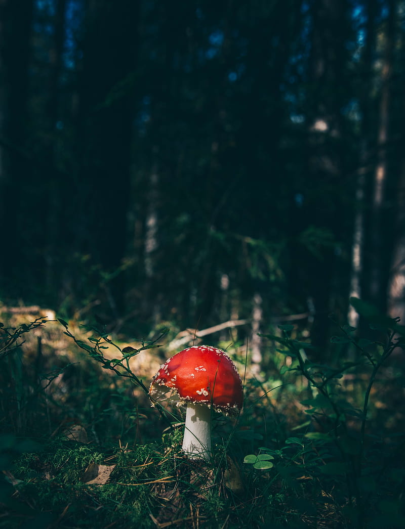 nature, mushroom, plants, outdoors, HD phone wallpaper