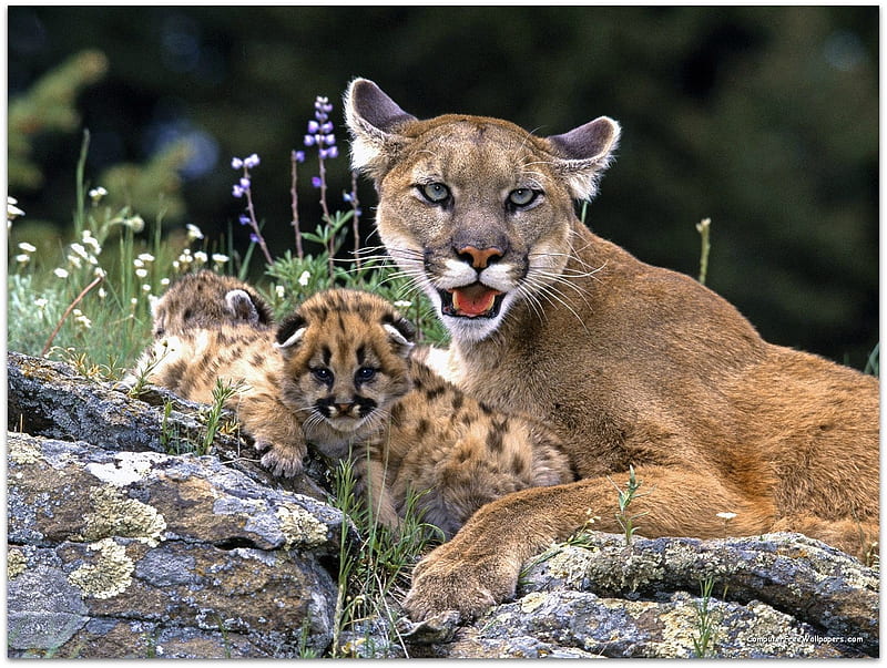 MOUNTAIN LION AND CUBS, LION, MOUNTAIN CUBS, HD wallpaper