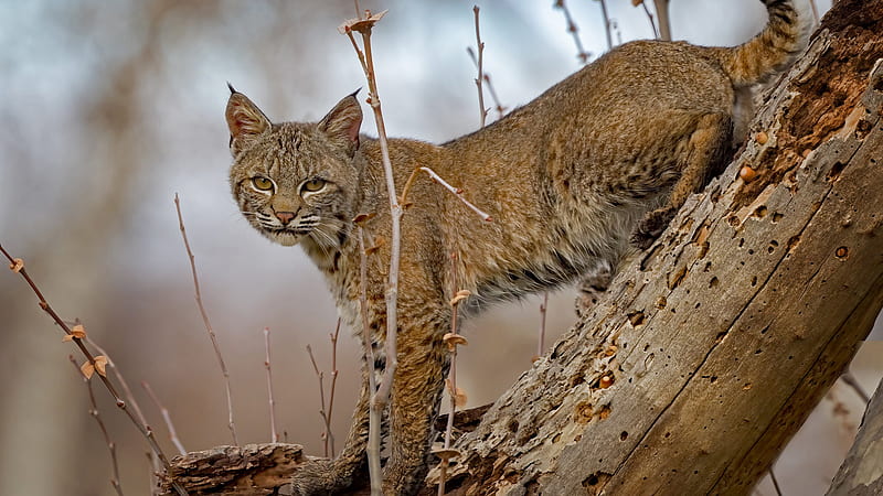 Big Cat Lynx Is Standing On Tree Trunk Lynx, HD wallpaper