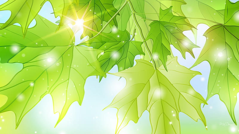 Incandescent, leaves, maple, fresh, sunlight, summer, shine, spring, sunshine, HD wallpaper