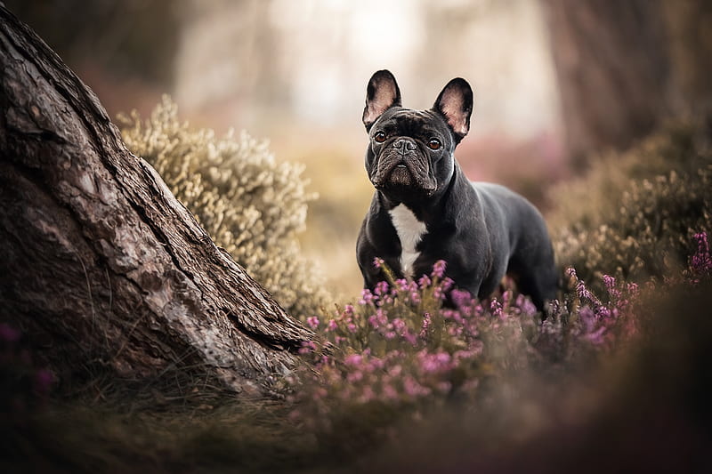Dogs, French Bulldog, Dog, Pet, HD wallpaper | Peakpx