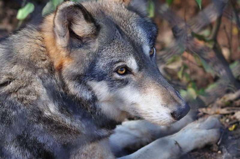 Grey Wolf, wilderness, predator, resting, portrait, wolves, HD ...