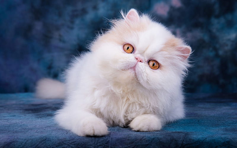 Persian Cat, close-up, yellow eyes, fluffy cat, kitten, cats, domestic cats, white cat, pets, Persian, HD wallpaper