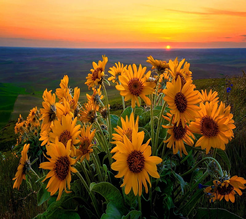 Sunflowers At Sunset, look, nice, HD wallpaper